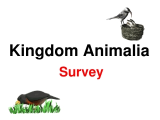 Kingdom Animalia