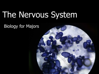 The Nervous System