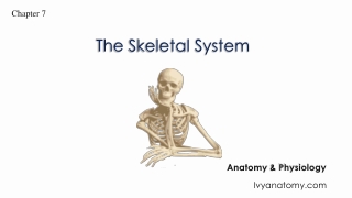 The Skeletal System