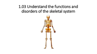 1.03 Understand the functions and disorders of the skeletal system