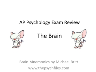 AP Psychology Exam Review The Brain