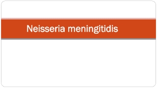 Neisseria meningitidis