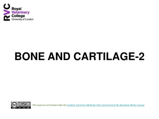 BONE AND CARTILAGE-2