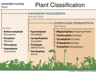 Plant Classification