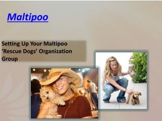 Maltipoo