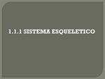 1.1.1 SISTEMA ESQUELETICO