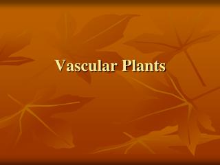 Vascular Plants