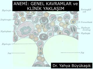 ANEMİ: GENEL KAVRAMLAR ve KLİNİK YAKLAŞIM