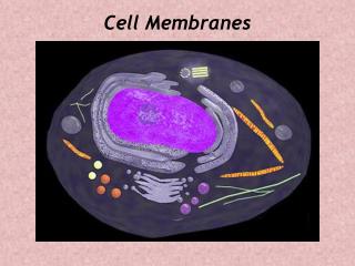 Cell Membranes