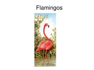 Flamingos