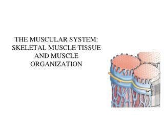 THE MUSCULAR SYSTEM: SKELETAL MUSCLE TISSUE AND MUSCLE ORGANIZATION