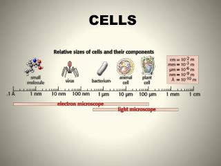 CELLS