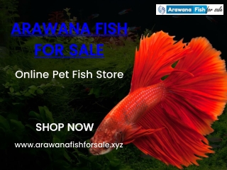 Buy Arowana Fish Food Online At Best Price