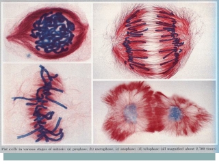 CELL DIVISION