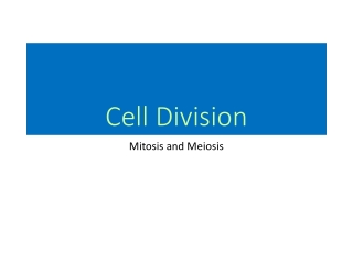 Cell Division