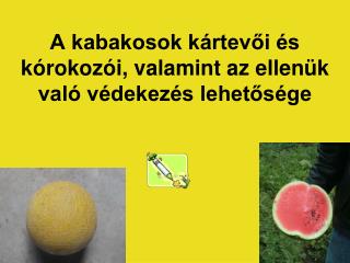 A kabakosok kártevői és kórokozói, valamint az ellenük való védekezés lehetősége