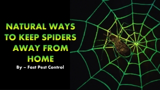 Natural Ways To Keep Spiders Away From Home