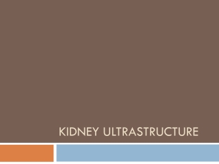 Kidney Ultrastructure