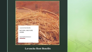 Know These Simple Lavancha Root Benefits To Make Simple Home Remedies