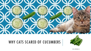 Why Cats Scared of Cucumbers?