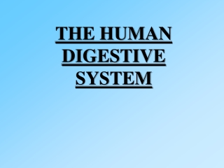 THE HUMAN DIGESTIVE SYSTEM