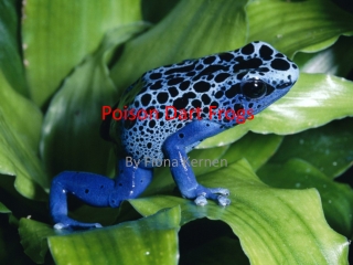 Poison Dart Frogs