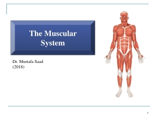 The Muscular System