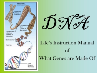 DNA