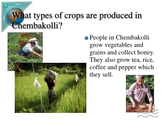 What types of crops are produced in Chembakolli?