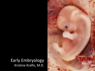 Early Embryology Kristine Krafts, M.D.
