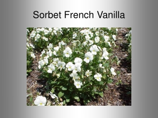 Sorbet French Vanilla