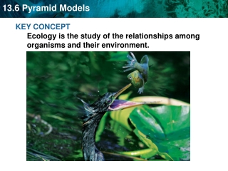 KEY CONCEPT Ecology is the study of the relationships among organisms and their environment.