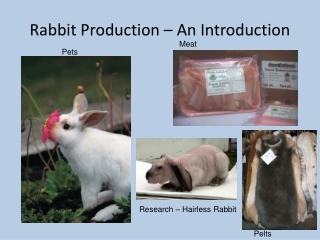 Rabbit Production – An Introduction