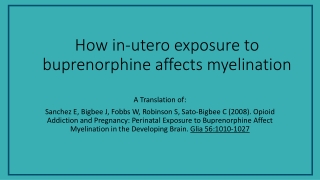 How in-utero exposure to buprenorphine affects myelination