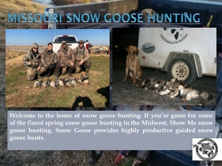 Missouri Snow Goose Hunting