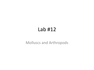 Lab #12