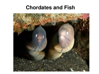 Chordates and Fish