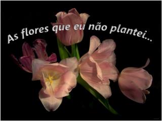 As flores que eu não plantei...