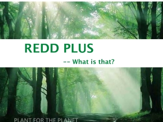 REDD PLUS