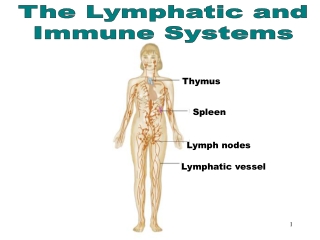 The Lymphatic &amp; Immune Systems