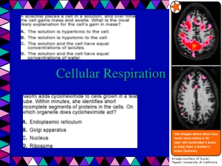 Cellular Respiration