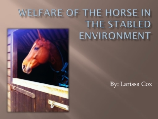 Welfare of the Horse in the Stabled Environment