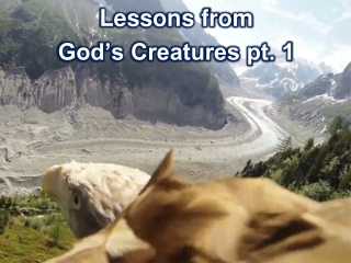 Lessons from God’s Creatures pt. 1