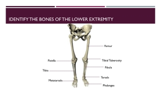 Identify the bones of the lower extremity