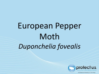 European Pepper Moth Duponchelia fovealis