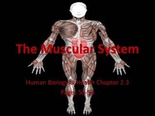 The Muscular System