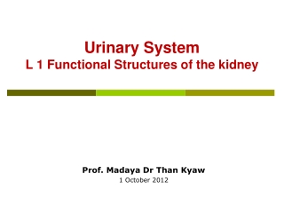 Urinary System L 1 Functional Structures of the kidney