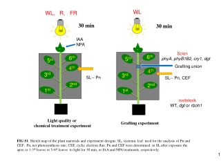 Light quality or chemical treatment experiment