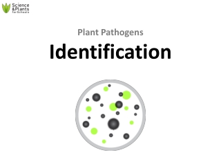 Plant Pathogens Identification