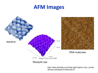 AFM Images